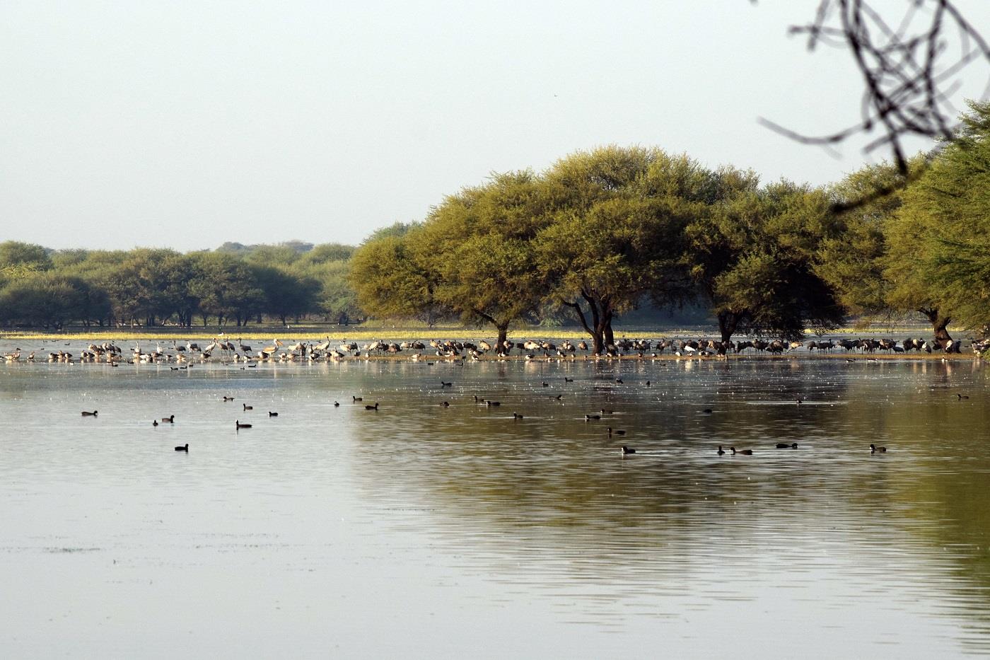 Explore the Beauty of Khijadia Wildlife Sanctuary | AlightIndia